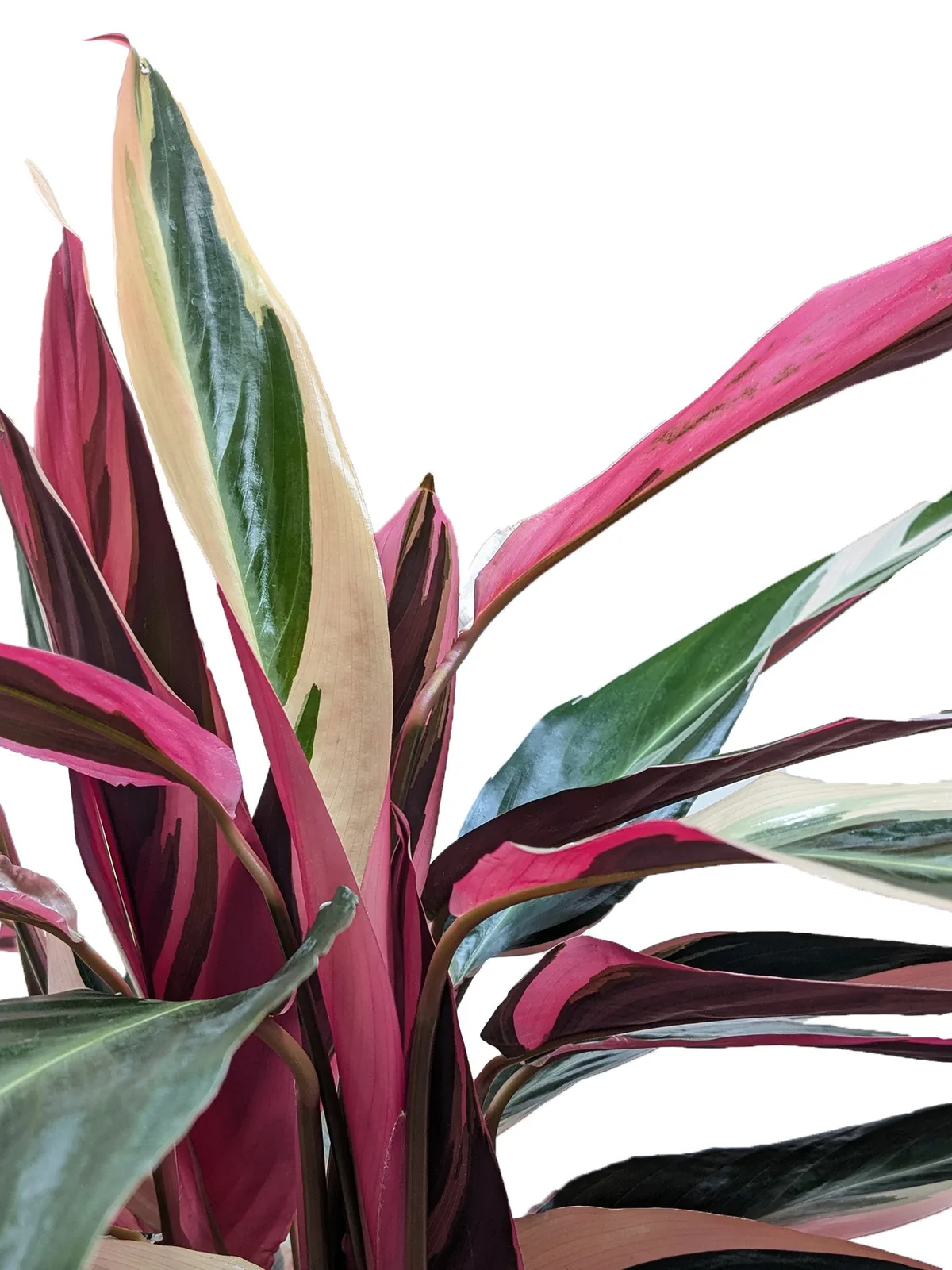 Stromanthe 