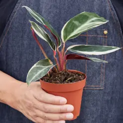 Stromanthe 'Triostar' — held in hand for size reference