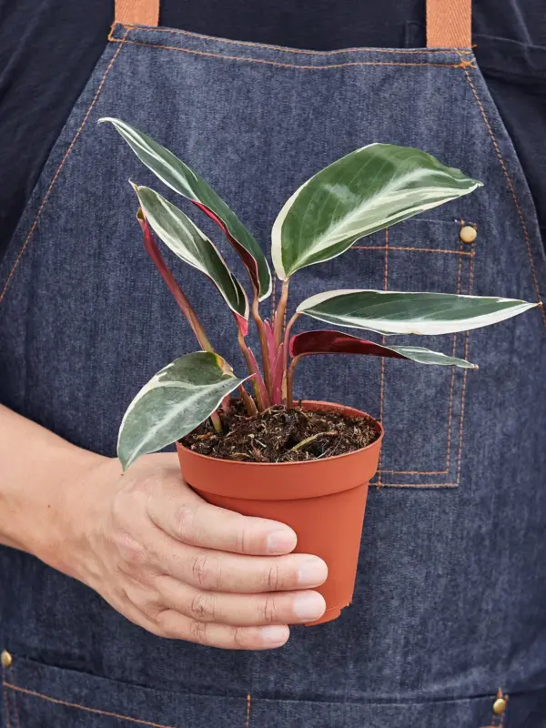 Stromanthe 'Triostar' — held in hand for size reference