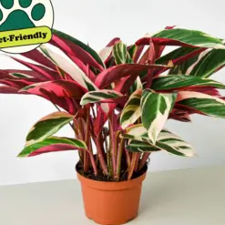 Stromanthe 'Triostar' — additional view