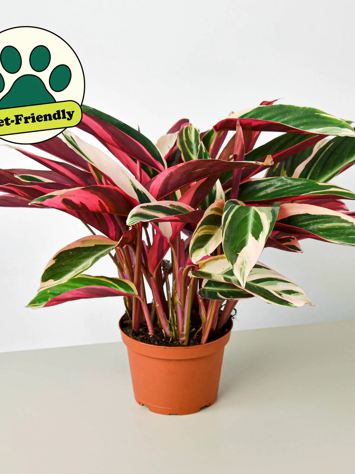 Stromanthe 