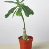 Succulent Adenium Obesum 'Desert Rose' houseplant