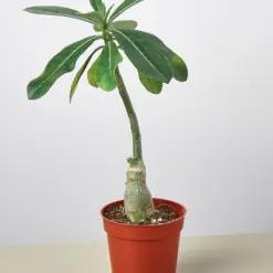 Succulent Adenium Obesum 'Desert Rose' houseplant