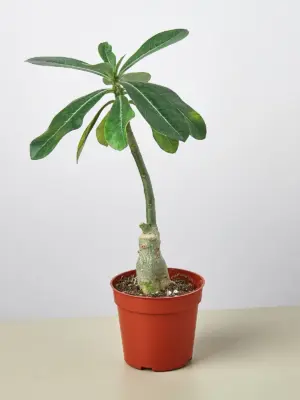 Succulent Adenium Obesum 'Desert Rose' houseplant