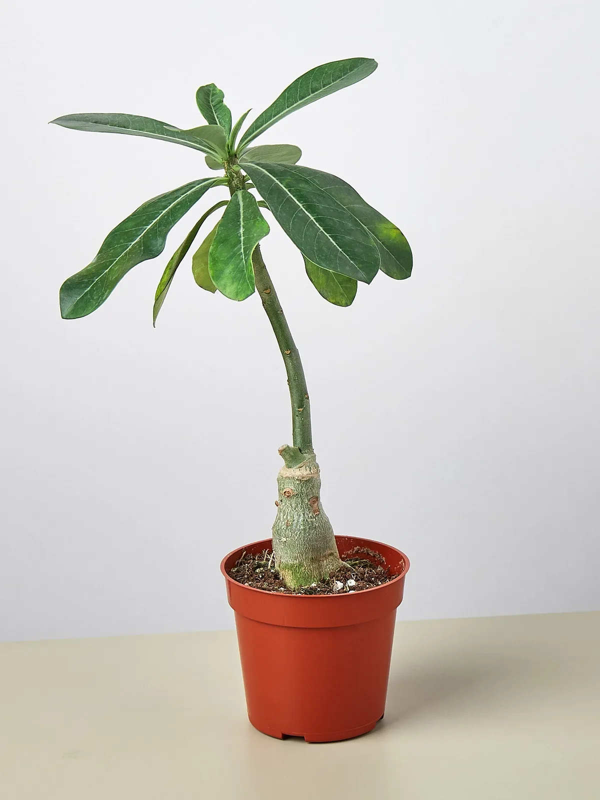 Succulent Adenium Obesum 