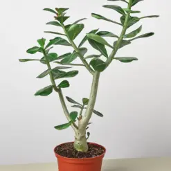 Succulent Adenium Obesum 'Desert Rose' — additional view