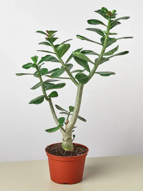 Succulent Adenium Obesum 'Desert Rose' — additional view