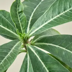 Succulent Adenium Obesum 'Desert Rose' — leaf detail close-up
