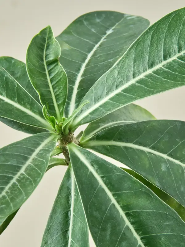 Succulent Adenium Obesum 'Desert Rose' — leaf detail close-up