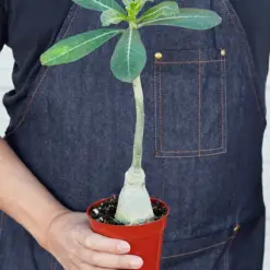 Succulent Adenium Obesum 'Desert Rose' — held in hand for size reference