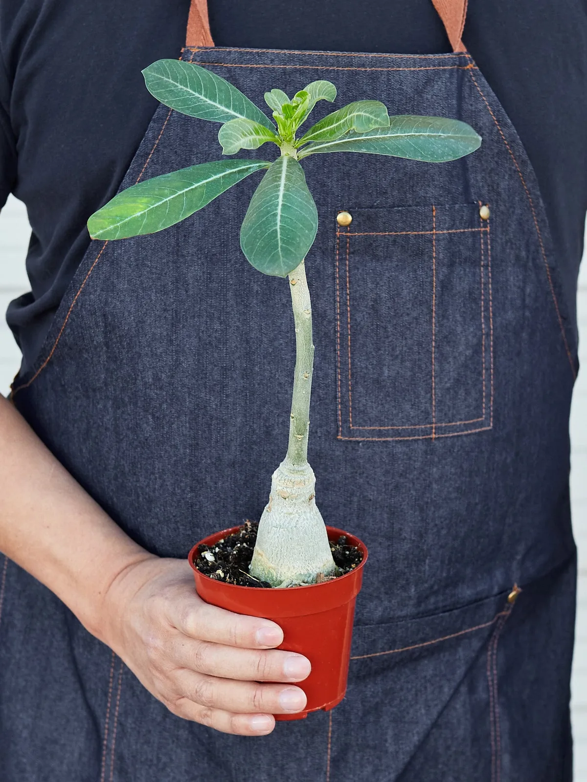 Succulent Adenium Obesum 