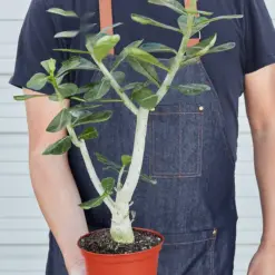 Succulent Adenium Obesum 'Desert Rose' — held in hand for size reference