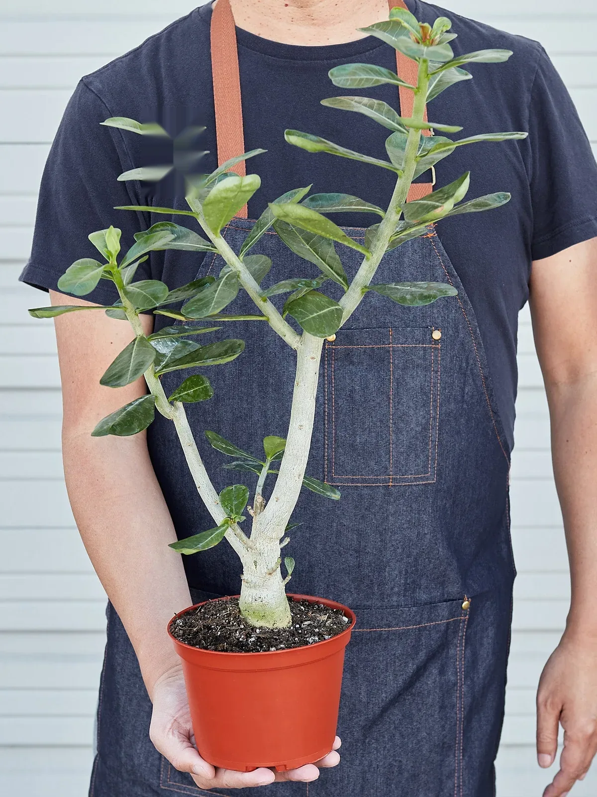 Succulent Adenium Obesum 