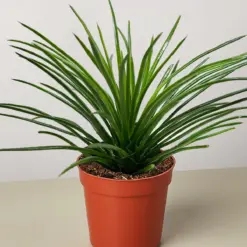 Succulent Agave Twin Flower houseplant