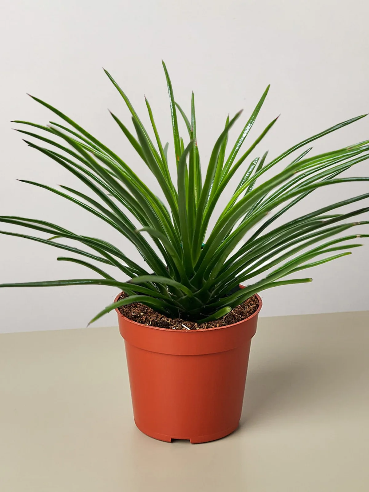 Succulent Agave Twin Flower houseplant