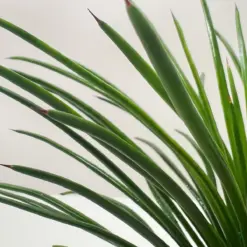 Succulent Agave Twin Flower — additional view