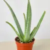 Aloe Vera Succ houseplant
