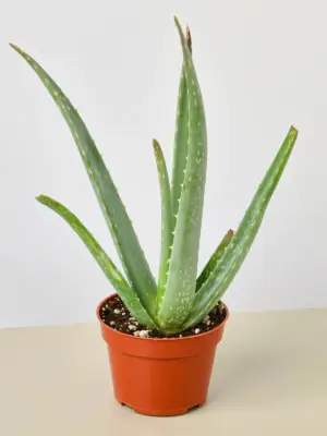 Aloe Vera Succ houseplant