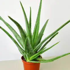 Aloe Vera Succ — 