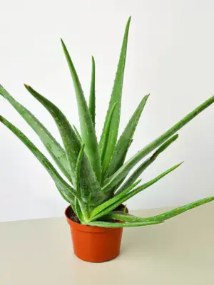 Aloe Vera Succ —