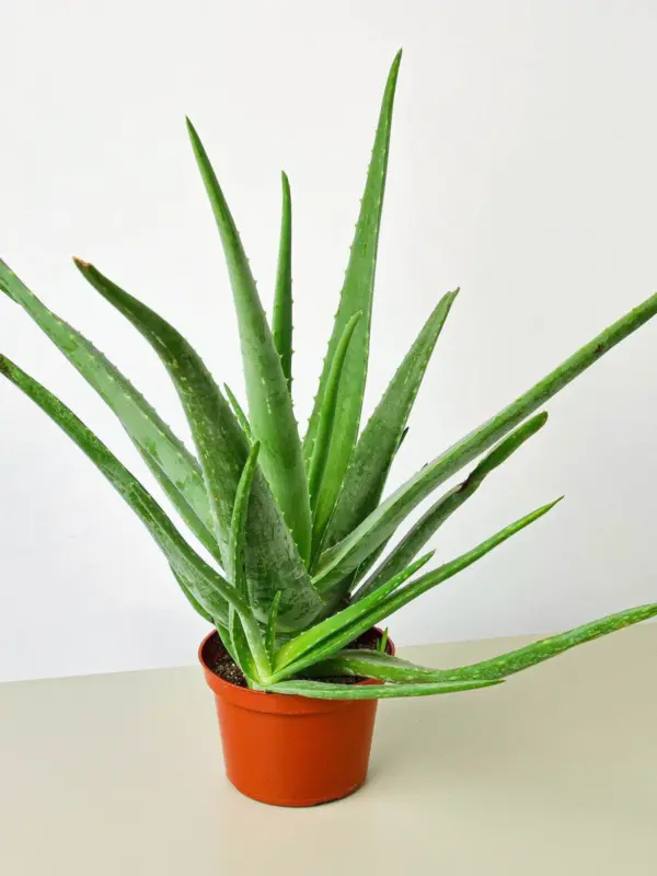 Aloe Vera Succ —