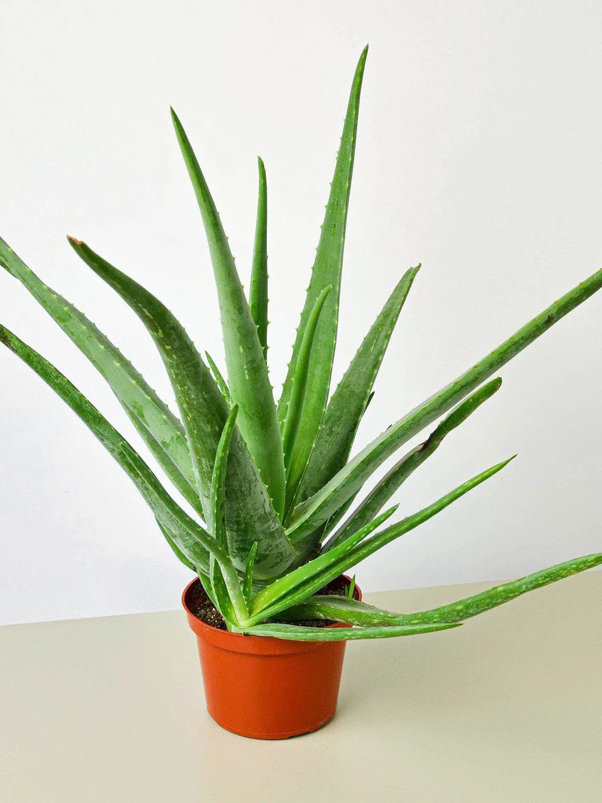 Aloe Vera Succ — 