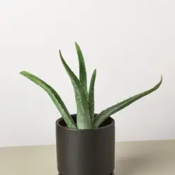Aloe Vera Succ — additional view