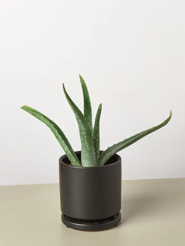 Aloe Vera Succ — additional view