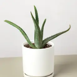 Aloe Vera Succ — additional view