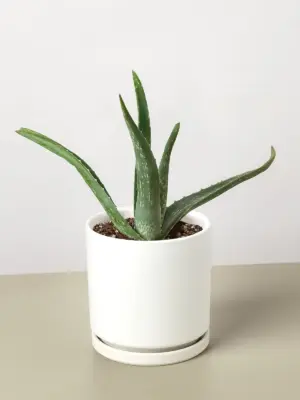 Aloe Vera Succ — additional view