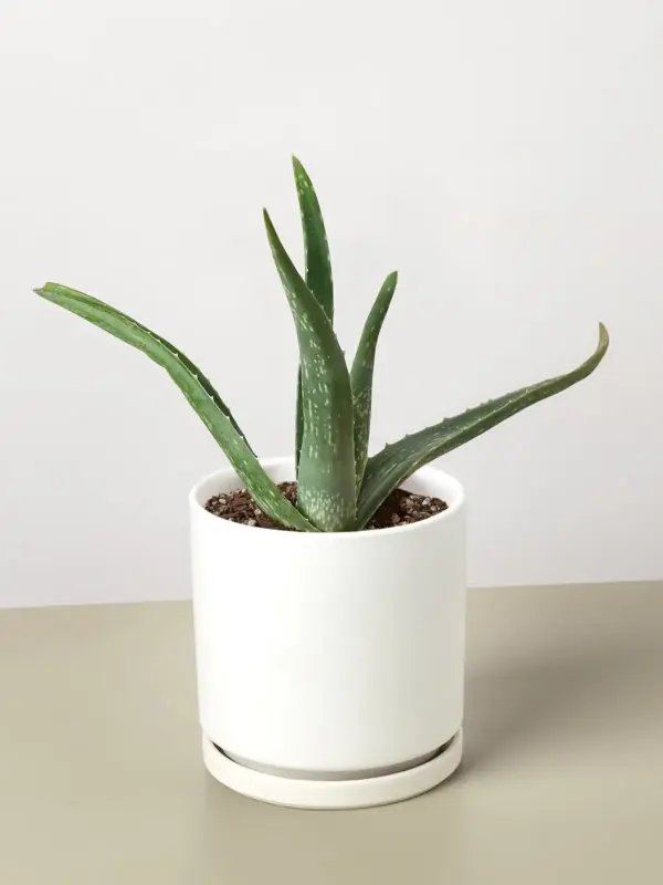Aloe Vera Succ — additional view