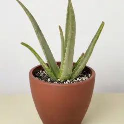 Aloe Vera Succ — additional view