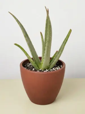 Aloe Vera Succ — additional view