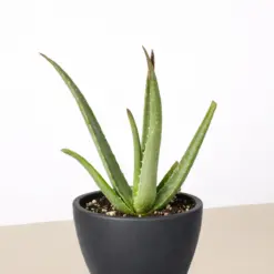 Aloe Vera Succ — additional view