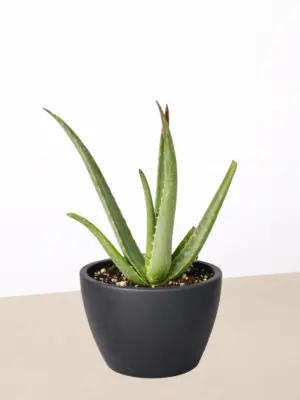 Aloe Vera Succ — additional view