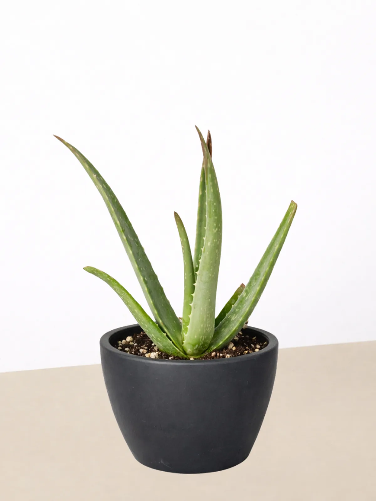 Aloe Vera Succ — additional view
