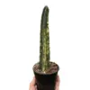 Variegated Blue Candle Cactus Succ houseplant