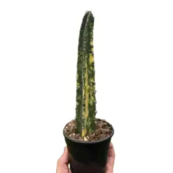 Variegated Blue Candle Cactus Succ houseplant