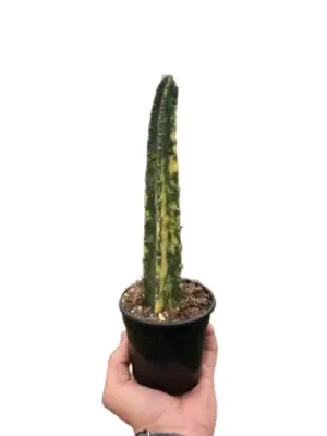 Variegated Blue Candle Cactus Succ houseplant