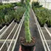 Boobie Cactus Succ houseplant