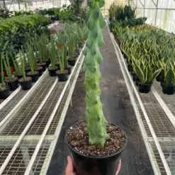 Boobie Cactus Succ houseplant