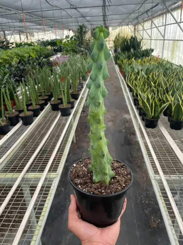 Boobie Cactus Succ houseplant