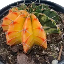 Succulent Cactus Color Ball Colorball houseplant