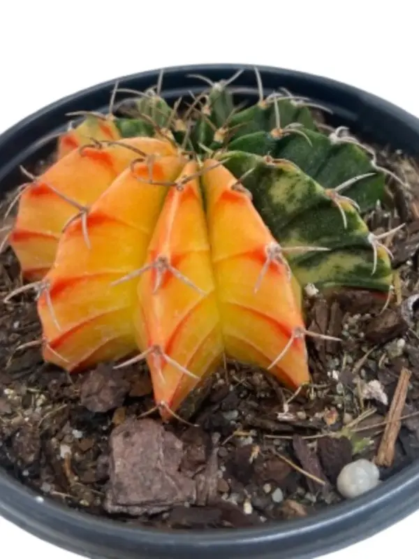Succulent Cactus Color Ball Colorball houseplant