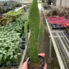 Drooping Prickly Pear Cactus Succ houseplant