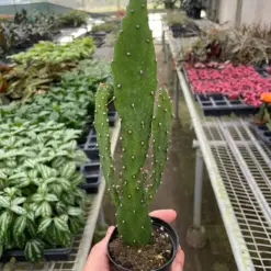 Drooping Prickly Pear Cactus Succ houseplant
