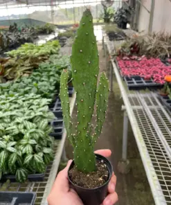 Drooping Prickly Pear Cactus Succ houseplant