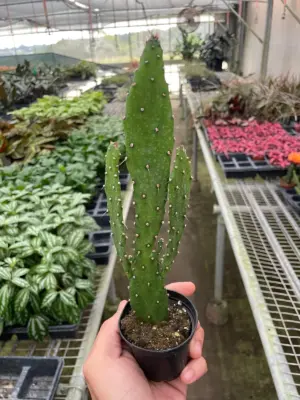 Drooping Prickly Pear Cactus Succ houseplant