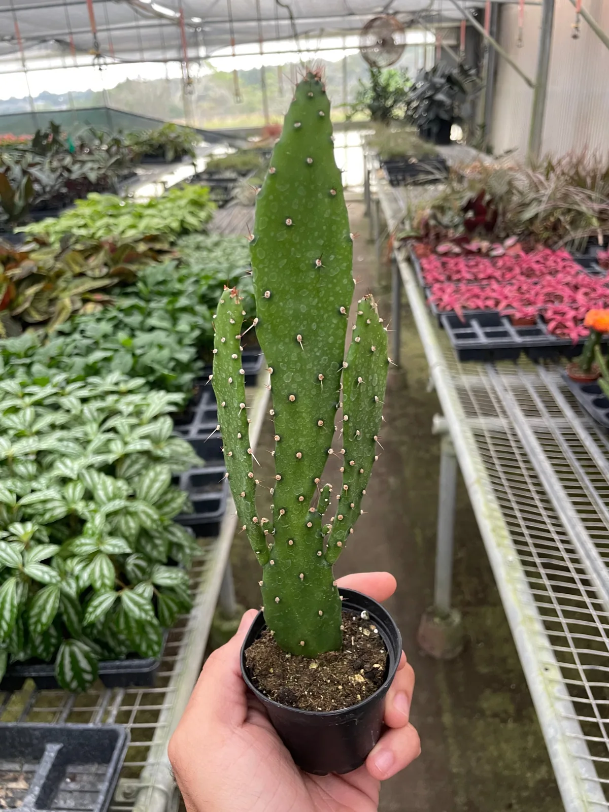Drooping Prickly Pear Cactus Succ houseplant