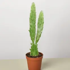 Drooping Prickly Pear Cactus Succ — additional view